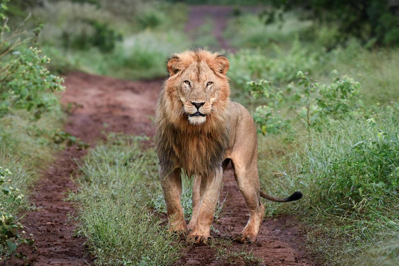 Mavela Game Lodge Mkuze Luaran gambar