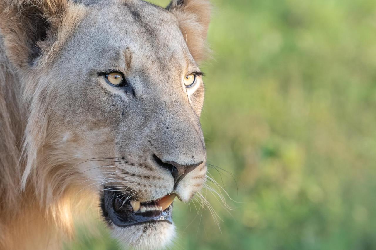 Mavela Game Lodge Mkuze Luaran gambar